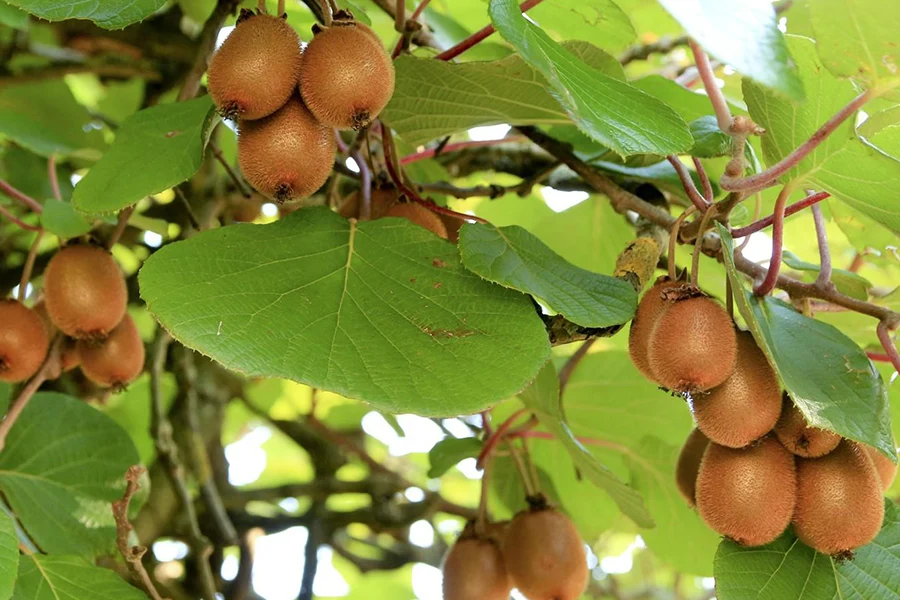 کیوی صادراتی