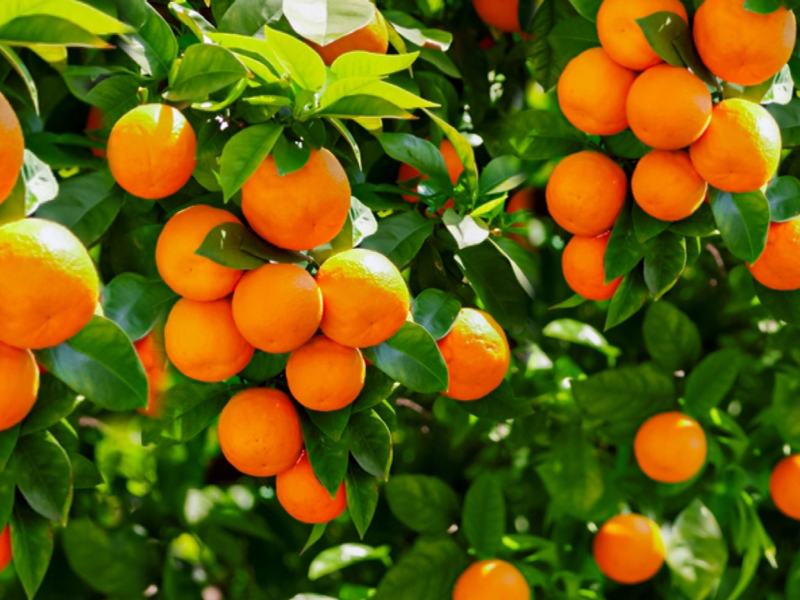 پرتقال صادراتی